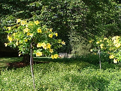 207 Longwood Gardens [2008 August 23]